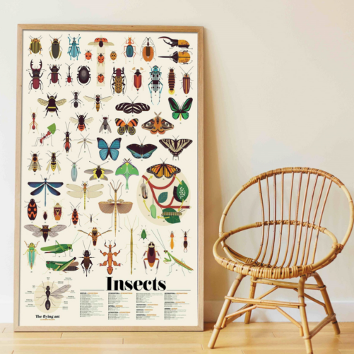 Poster Pédagogique - Insectes